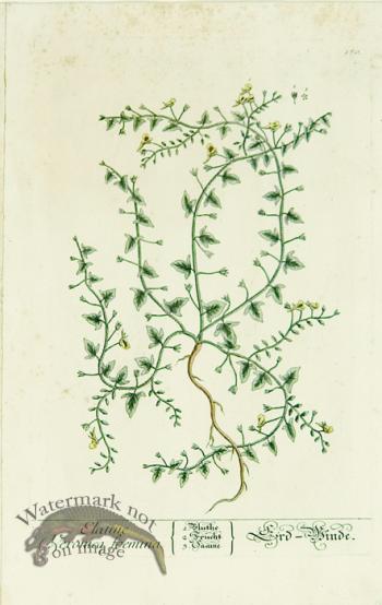 Blackwell German 030